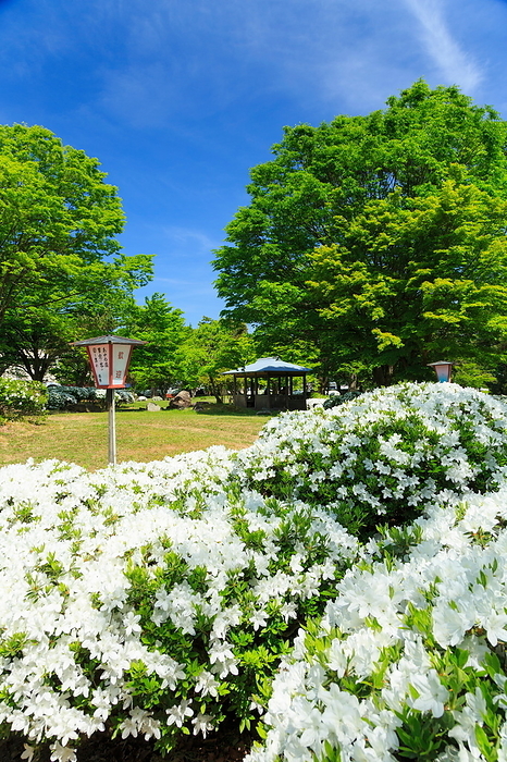 Nagai City White Azalea Park