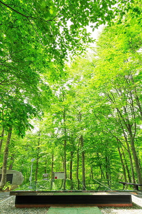 Yamagata Prefecture Fresh Green Air Shrine