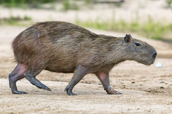 capybara Capybara oder Wasserschwein  Hydrochoerus hydrochaeris  geht auf einer Sandbank, Pantanal, Mato Grosso, Brasilien