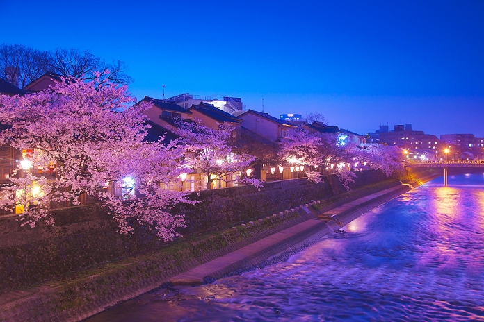 Kanazawa City, Ishikawa Prefecture, Japan Cherry blossoms illuminated in Shukkei-cho