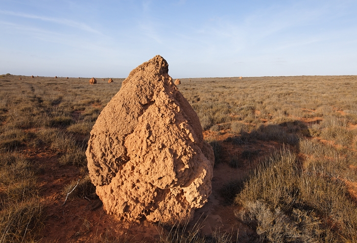 Near Exmouth, Australia  Western Australia, near Exmouth  termite nests