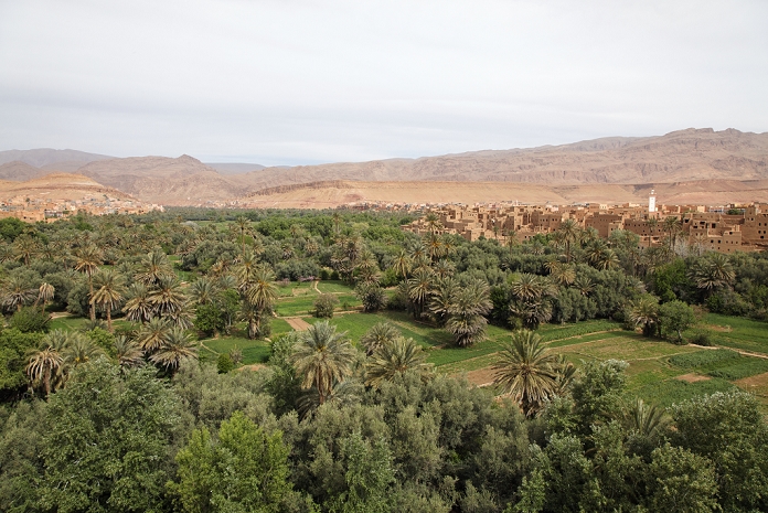 Morocco Morocco, near Tineghir  village, viewpoint, palm trees, oasis