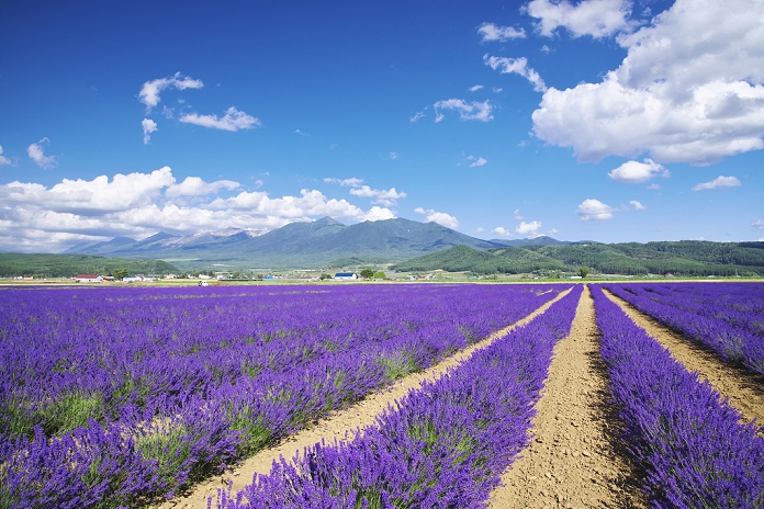 Hokkaido Lavender East and Tokachi Mountain Range