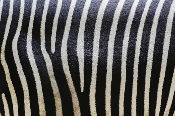 Close-up of Grevy's Zebra (Equus grevyi) Stripes in Zoo, Nuremberg, Bavaria, Germany