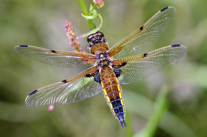 Four-spotted chaser, Libellula quadrimaculata