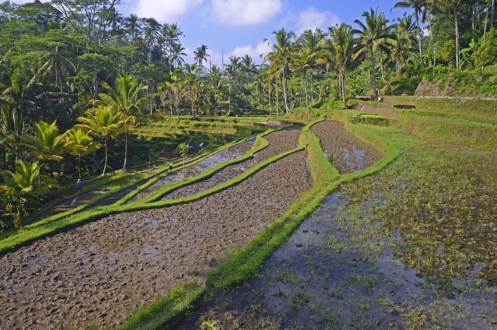 Rice terraces at the Pura Gunung Kawi temple, Bali, Indonesia, Asia