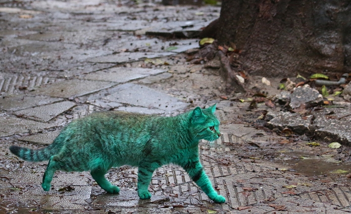 Green  Emerald Cat . appears in a Bulgarian town Green cat wanders about the street of the city of Varna  some 450 km to the East of the capital Sofia , 04 Dec. 2014. Because of the assumption that the cat was painted in green by a vandal a facebook gruop named  Punishment to the the perpetrator of this criminal act   appeared online. But in fact the cat resembles an emerald because it usually sleeps on abandoned heap of cynthetic green paint in a garage. Photo by: Petko Momchilov  Impact Press Group 