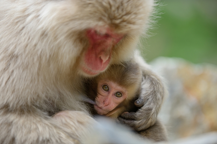 Jigokudani Yaen-koen, Nagano Prefecture Japanese macaque