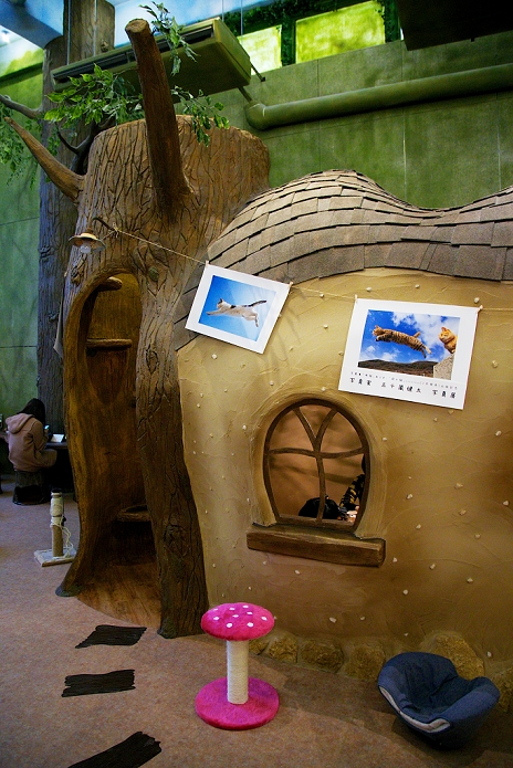 Cat caf  with tree house Popular in Tokyo January 15, 2015, Tokyo, Japan : Cat pictures displayed on the tree house at the  Temari No Uchi  Cat Cafe in Tokyo, Japan. Temari No Uchi, a Neko Cafe  cat cafe  based in Kichijoji where visitors can watch and interact with 19 cats whilst eating or having a coffee break. The store opened in April 2013 and allows to customers to play with cats and to escape from the stresses of the city life. The entrance fee is 1200 JPY  9.75 USD  on weekdays and 1600 JPY  12.99 USD  on weekend with discounts after 7pm. Drinks and food are charged separately. According to the shop staff most visitors are Japanese women but also men and children visit this cafe. The fist cat cafe in the world opened in Taipei, Taiwan in 1998, and the fist Japanese store was opened in Osaka in 2004.  Photo by Rodrigo Reyes Marin AFLO 