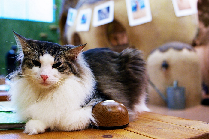 Cat caf  with tree house Popular in Tokyo January 15, 2015, Tokyo, Japan : A cat takes a rest on a table at the  Temari No Uchi  Cat Cafe in Tokyo, Japan. Temari No Uchi, a Neko Cafe  cat cafe  based in Kichijoji where visitors can watch and interact with 19 cats whilst eating or having a coffee break. The store opened in April 2013 and allows to customers to play with cats and to escape from the stresses of the city life. The entrance fee is 1200 JPY  9.75 USD  on weekdays and 1600 JPY  12.99 USD  on weekend with discounts after 7pm. Drinks and food are charged separately. According to the shop staff most visitors are Japanese women but also men and children visit this cafe. The fist cat cafe in the world opened in Taipei, Taiwan in 1998, and the fist Japanese store was opened in Osaka in 2004.  Photo by Rodrigo Reyes Marin AFLO 