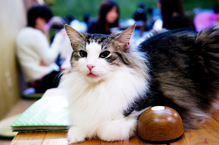 Cat caf  with tree house Popular in Tokyo January 15, 2015, Tokyo, Japan : A cat takes a rest on a table at the  Temari No Uchi  Cat Cafe in Tokyo, Japan. Temari No Uchi, a Neko Cafe  cat cafe  based in Kichijoji where visitors can watch and interact with 19 cats whilst eating or having a coffee break. The store opened in April 2013 and allows to customers to play with cats and to escape from the stresses of the city life. The entrance fee is 1200 JPY  9.75 USD  on weekdays and 1600 JPY  12.99 USD  on weekend with discounts after 7pm. Drinks and food are charged separately. According to the shop staff most visitors are Japanese women but also men and children visit this cafe. The fist cat cafe in the world opened in Taipei, Taiwan in 1998, and the fist Japanese store was opened in Osaka in 2004.  Photo by Rodrigo Reyes Marin AFLO 