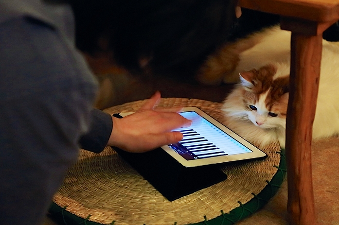 Cat caf  with tree house Popular in Tokyo January 15, 2015, Tokyo, Japan : A customer plays with a cat at the  Temari No Uchi  Cat Cafe in Tokyo, Japan. Temari No Uchi, a Neko Cafe  cat cafe  based in Kichijoji where visitors can watch and interact with 19 cats whilst eating or having a coffee break. The store opened in April 2013 and allows to customers to play with cats and to escape from the stresses of the city life. The entrance fee is 1200 JPY  9.75 USD  on weekdays and 1600 JPY  12.99 USD  on weekend with discounts after 7pm. Drinks and food are charged separately. According to the shop staff most visitors are Japanese women but also men and children visit this cafe. The fist cat cafe in the world opened in Taipei, Taiwan in 1998, and the fist Japanese store was opened in Osaka in 2004.  Photo by Rodrigo Reyes Marin AFLO 