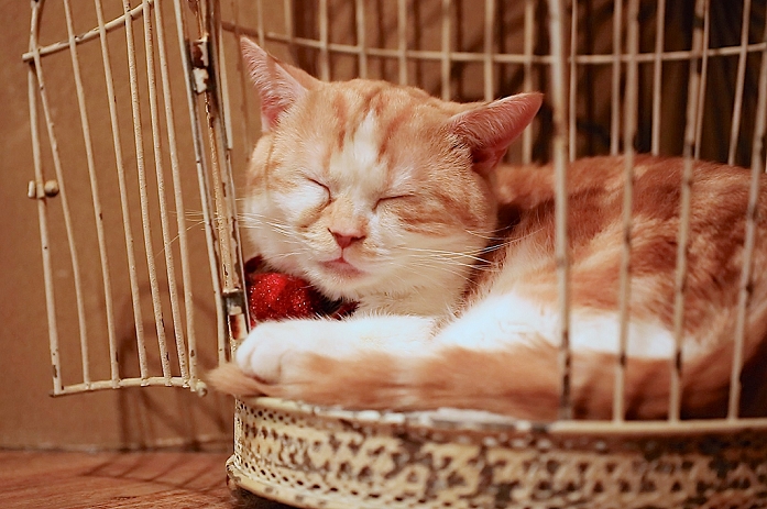 Cat caf  with tree house Popular in Tokyo January 15, 2015, Tokyo, Japan : A cat sleeps in a birdcage at the  Temari No Uchi  Cat Cafe in Tokyo, Japan. Temari No Uchi, a Neko Cafe  cat cafe  based in Kichijoji where visitors can watch and interact with 19 cats whilst eating or having a coffee break. The store opened in April 2013 and allows to customers to play with cats and to escape from the stresses of the city life. The entrance fee is 1200 JPY  9.75 USD  on weekdays and 1600 JPY  12.99 USD  on weekend with discounts after 7pm. Drinks and food are charged separately. According to the shop staff most visitors are Japanese women but also men and children visit this cafe. The fist cat cafe in the world opened in Taipei, Taiwan in 1998, and the fist Japanese store was opened in Osaka in 2004.  Photo by Rodrigo Reyes Marin AFLO 