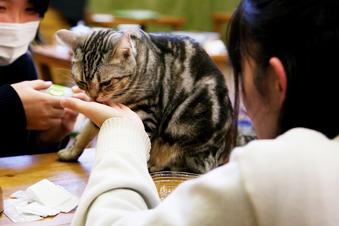 Cat caf  with tree house Popular in Tokyo January 15, 2015, Tokyo, Japan : Customers enjoy relaxing with cats at the  Temari No Uchi  Cat Cafe in Tokyo, Japan. Temari No Uchi, a Neko Cafe  cat cafe  based in Kichijoji where visitors can watch and interact with 19 cats whilst eating or having a coffee break. The store opened in April 2013 and allows to customers to play with cats and to escape from the stresses of the city life. The entrance fee is 1200 JPY  9.75 USD  on weekdays and 1600 JPY  12.99 USD  on weekend with discounts after 7pm. Drinks and food are charged separately. According to the shop staff most visitors are Japanese women but also men and children visit this cafe. The fist cat cafe in the world opened in Taipei, Taiwan in 1998, and the fist Japanese store was opened in Osaka in 2004.  Photo by Rodrigo Reyes Marin AFLO 
