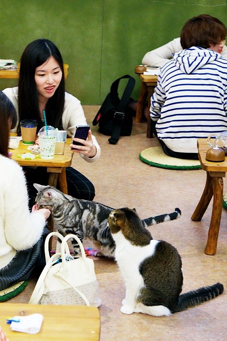 Cat caf  with tree house Popular in Tokyo January 15, 2015, Tokyo, Japan : Customers enjoy relaxing with cats at the  Temari No Uchi  Cat Cafe in Tokyo, Japan. Temari No Uchi, a Neko Cafe  cat cafe  based in Kichijoji where visitors can watch and interact with 19 cats whilst eating or having a coffee break. The store opened in April 2013 and allows to customers to play with cats and to escape from the stresses of the city life. The entrance fee is 1200 JPY  9.75 USD  on weekdays and 1600 JPY  12.99 USD  on weekend with discounts after 7pm. Drinks and food are charged separately. According to the shop staff most visitors are Japanese women but also men and children visit this cafe. The fist cat cafe in the world opened in Taipei, Taiwan in 1998, and the fist Japanese store was opened in Osaka in 2004.  Photo by Rodrigo Reyes Marin AFLO 