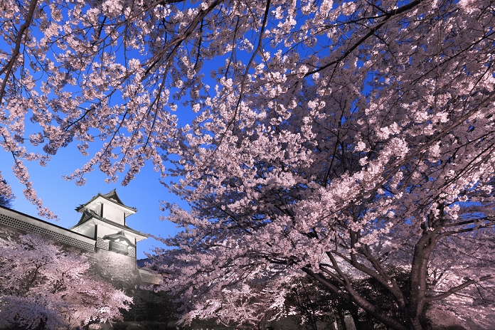 Cherry blossoms at Kanazawa Castle Park, Ishikawa Prefecture