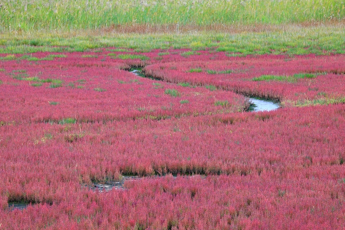 Saroma Town, Hokkaido Coral grass