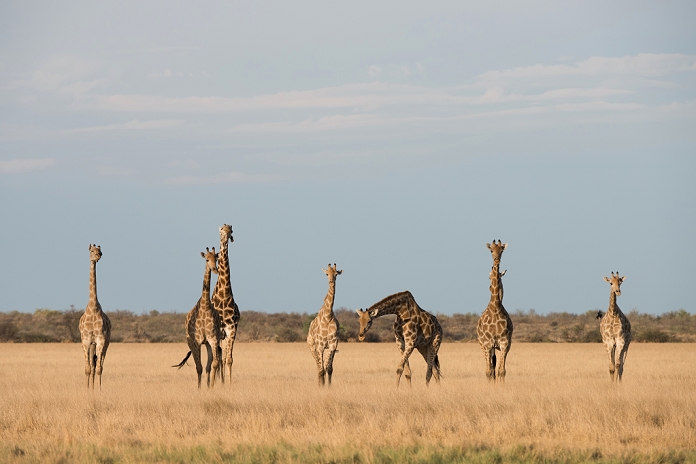 Giraffe Botswana