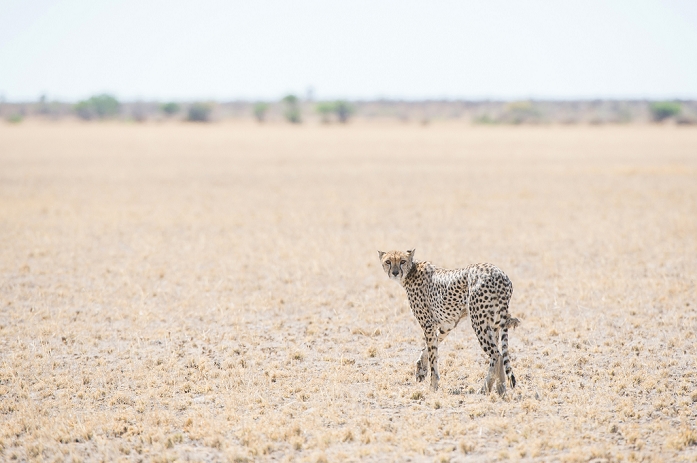 Cheetah Botswana