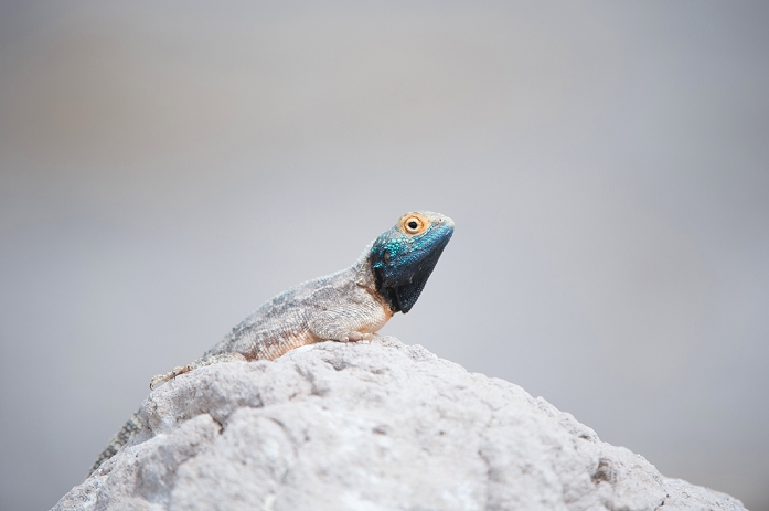 Agama lizard Botswana