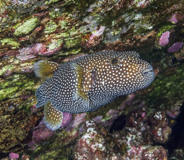 Underwater view of a Spotted Puffer (Arothon meleagris) at Molokini Crater; Maui, Hawaii, United States of America