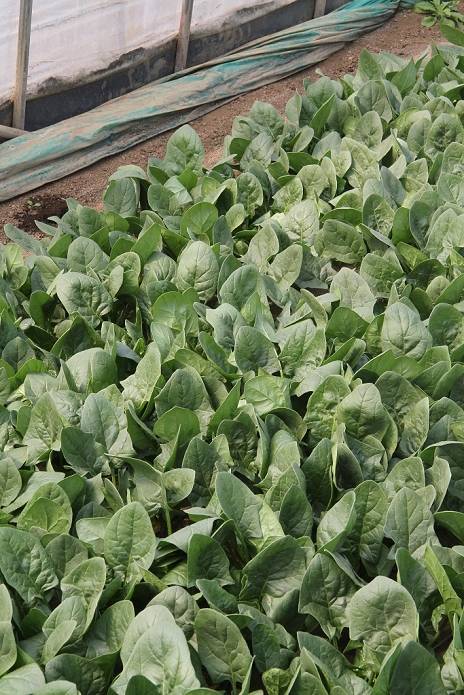 Great East Japan Earthquake Disposal of Radioactive Vegetables  March 25, 2011  March 25, 2011, Hokota City Japan   Rows of spinach grown in a green house in Hokota City, Ibaraki prefecture, will have to be disposed  after radiation leaking from Fukushima No. 1 nuclear power plant was detected in vegetables grown in this neighborhood.   Photo by Haruyoshi Yamaguchi AFLO  VTY  mis 