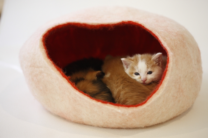 Kittens cuddling in a heart-shaped bag