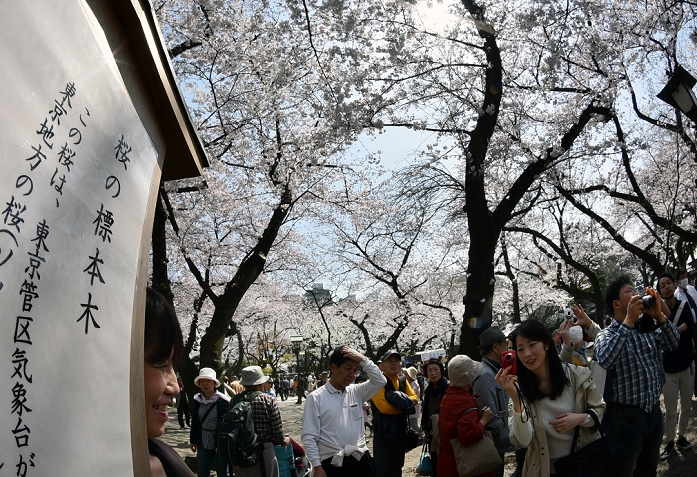 Cherry blossoms in full bloom in Tokyo Yasukuni Shrine crowded with cherry blossom viewers March 30, 2015, Tokyo, Japan   Huge crowd throng Tokyo s Yasukuni Shrine to view cherry blossoms in full bloom on sunny Monday, March 30, 2015, as the nation s capital appreciate their ethereal, ephemeral, delicate beauty in accord with centuries old tradition.   Photo by Natsuki Sakai AFLO  AYF  mis 