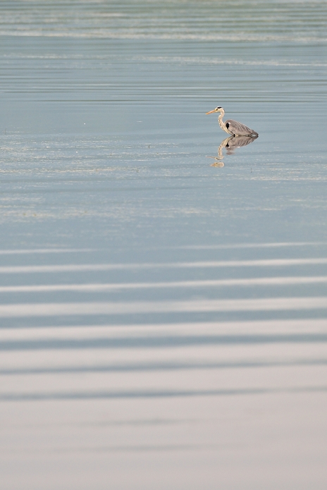 Great Blue Heron Lake Saroma, Hokkaido, Japan
