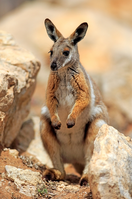 wallaby Yellow footed Rock Wallaby,  Petrogale xanthopus , adult alert, Australia