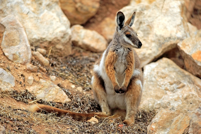 wallaby Yellow footed Rock Wallaby,  Petrogale xanthopus , adult alert, Australia
