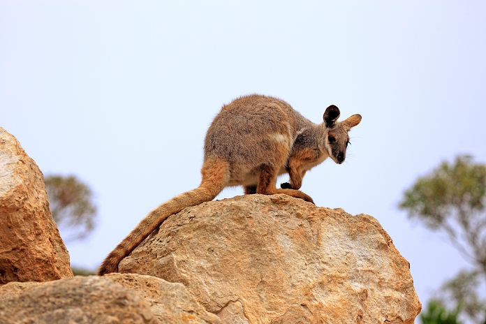 wallaby Yellow footed Rock Wallaby,  Petrogale xanthopus , adult alert on rock, Australia