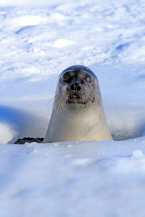 harp seal  Phoca groenlandica  Harp Seal, Saddleback Seal,  Pagophilus groenlandicus , Phoca groenlandica, adult female looks out of breathing hole, portrait, Magdalen Islands, Gulf of St. Lawrence, Quebec, Canada, North America