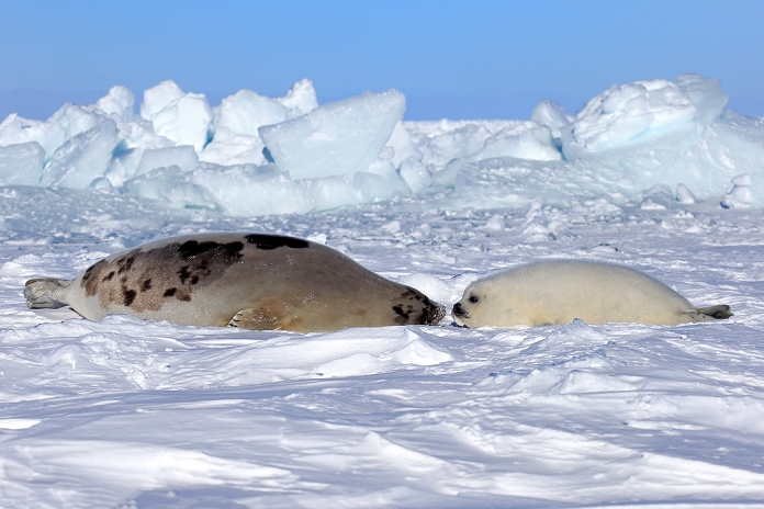 harp seal  Phoca groenlandica  Harp Seal, Saddleback Seal,  Pagophilus groenlandicus , Phoca groenlandica, mother with young on pack ice, Magdalen Islands, Gulf of St. Lawrence, Quebec, Canada, North America