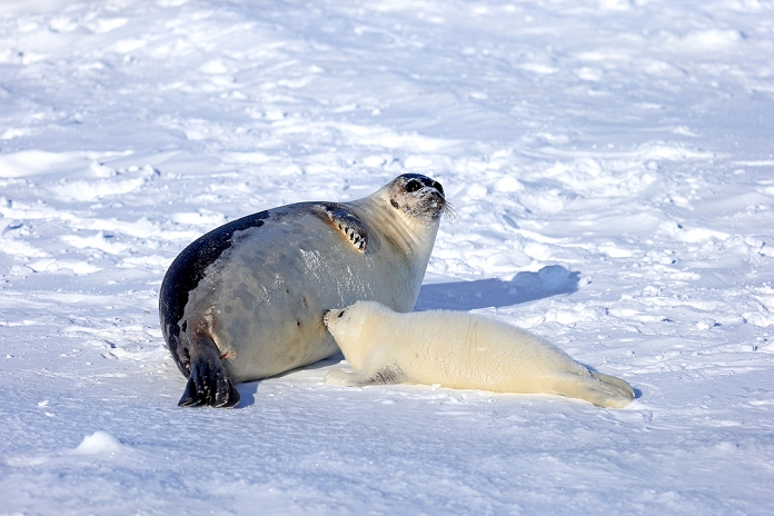 harp seal  Phoca groenlandica  Harp Seal, Saddleback Seal,  Pagophilus groenlandicus , Phoca groenlandica, mother with young suckling on pack ice, Magdalen Islands, Gulf of St. Lawrence, Quebec, Canada, North America