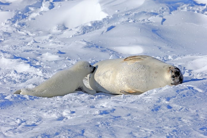 harp seal  Phoca groenlandica  Harp Seal, Saddleback Seal,  Pagophilus groenlandicus , Phoca groenlandica, mother with young suckling on pack ice, Magdalen Islands, Gulf of St. Lawrence, Quebec, Canada, North America