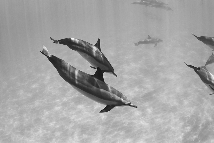 long nosed dolphin  Tursiops truncatus  Hawaii, Lanai, Hulopoe Bay, Spinner Dolphins  Stenella Longirostris  Underwater, Black And White Photograph.