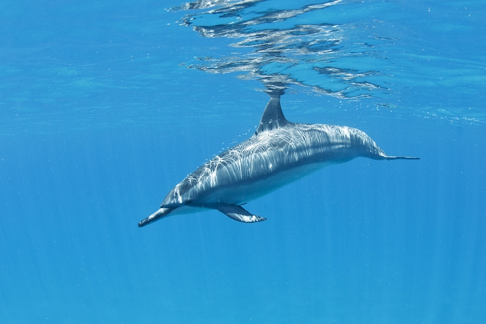 long nosed dolphin  Tursiops truncatus  Hawaii, Lanai, Hulopoe Bay, Spinner Dolphin  Stenella Longirostris  Underwater Near Ocean Surface.