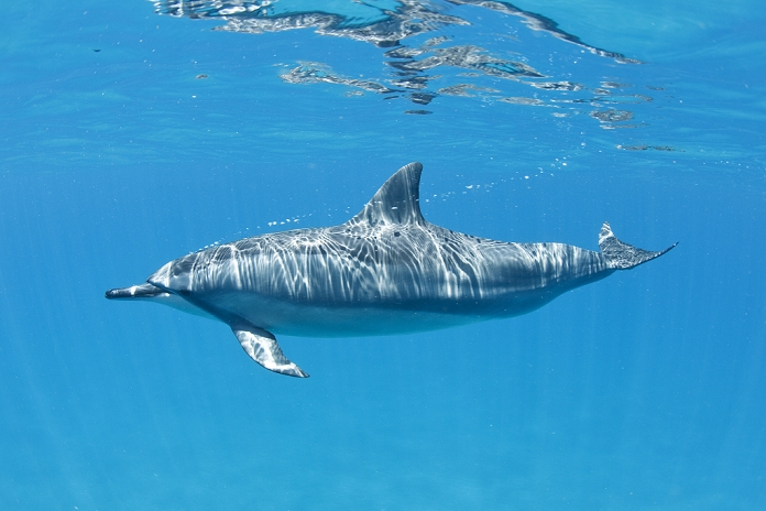 long nosed dolphin  Tursiops truncatus  Hawaii, Lanai, Hulopoe Bay, Spinner Dolphin  Stenella Longirostris  Underwater Near Ocean Surface.