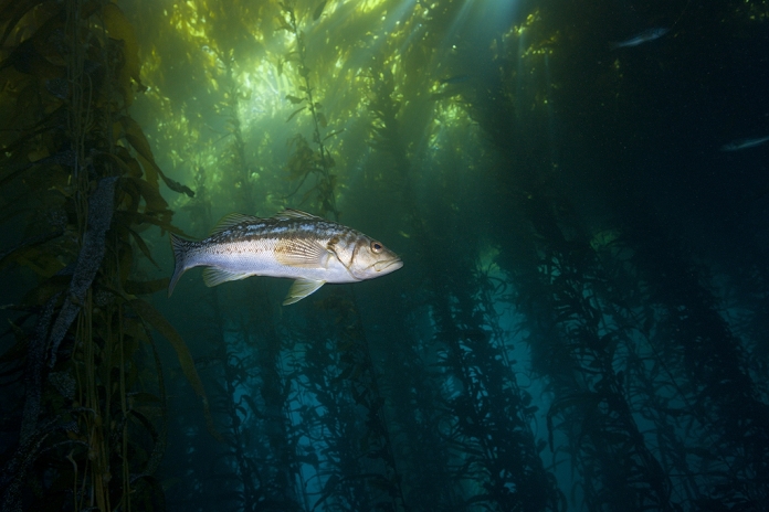 Mexico Kelp Bass in Kelp Forest, Paralabrax clathratus, Cedros Island, Mexico , Photo by Reinhard Dirscherl