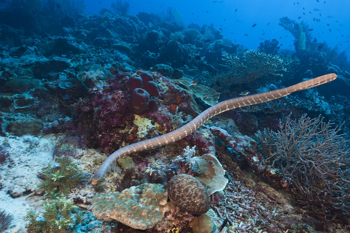 Indonesia Chinese Sea Snake, Laticauda semifasciata, Kai Islands, Moluccas, Indonesia , Photo by Reinhard Dirscherl