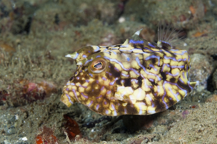 Indonesia Thornback Boxfish, Lactoria fornasini, Ambon, Moluccas, Indonesia , Photo by Reinhard Dirscherl