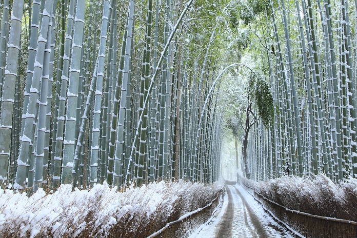 Bamboo grove path in snowy landscape, Kyoto