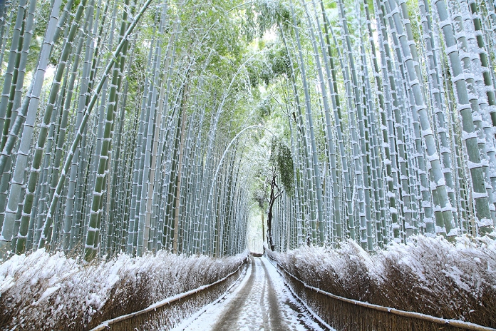 Bamboo grove path in snowy landscape, Kyoto