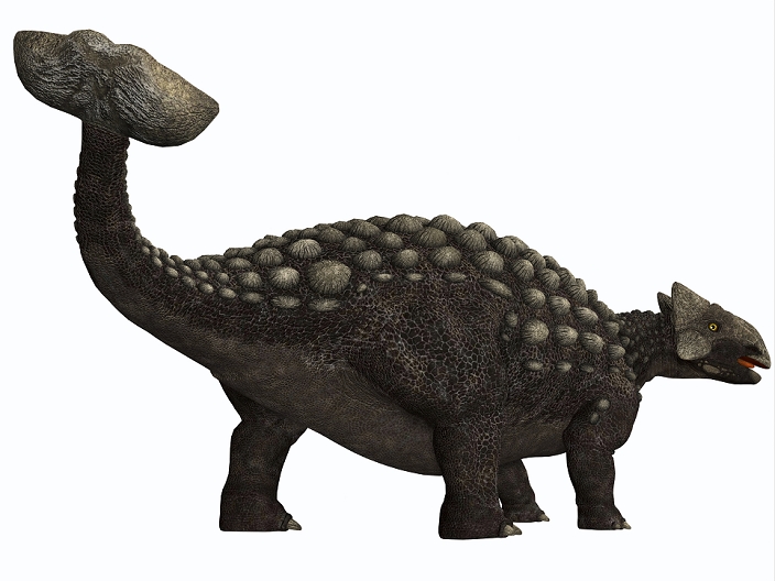 Ankylosaurus, a heavily armored dinosaur from the Cretaceous Period.