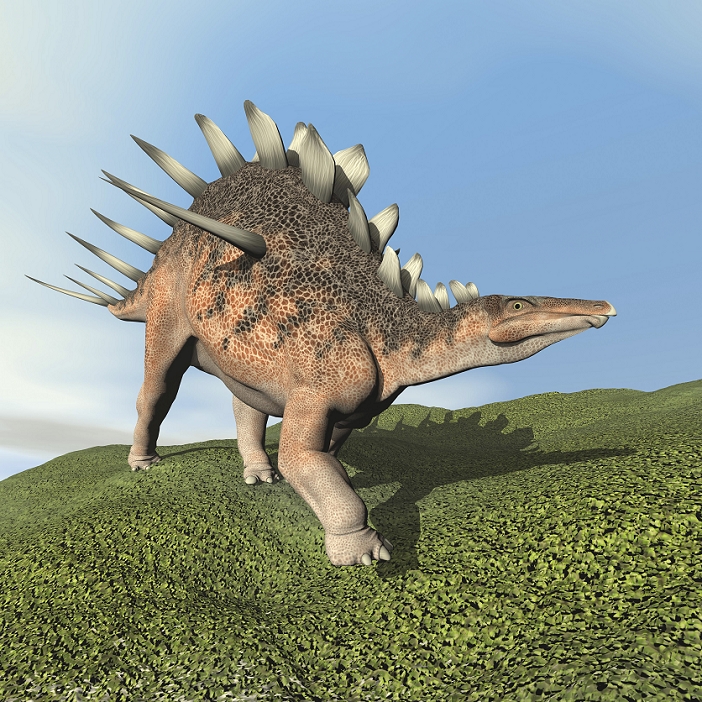 Kentrosaurus dinosaur.