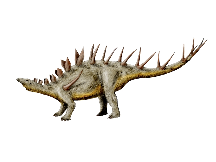 Kentrosaurus dinosaur.