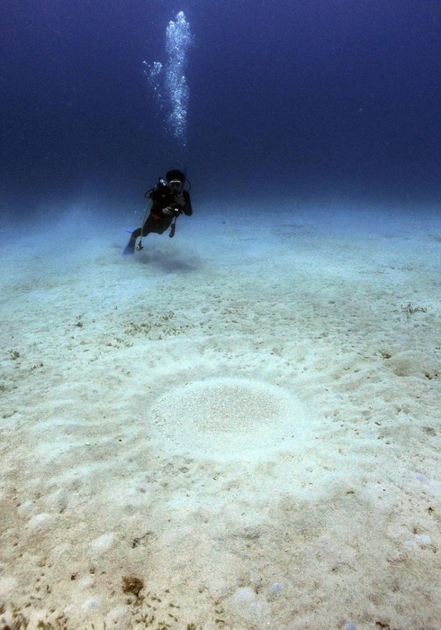 Crop Circles on the Ocean Floor The creator is a  blowfish . Amami Oshima Island, Kagoshima Prefecture The Amami pufferfish created a circular pattern in the sand of the seafloor as a spawning site  off Setouchi Town, Amami Oshima Island, Japan, on August 8 .