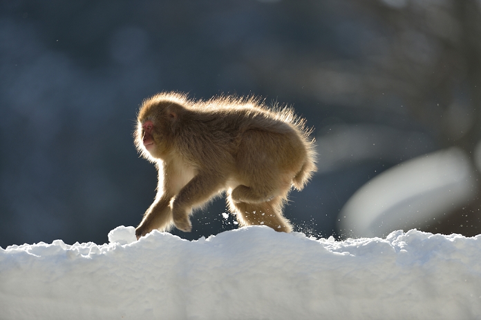 Japanese macaque Nagano Pref.