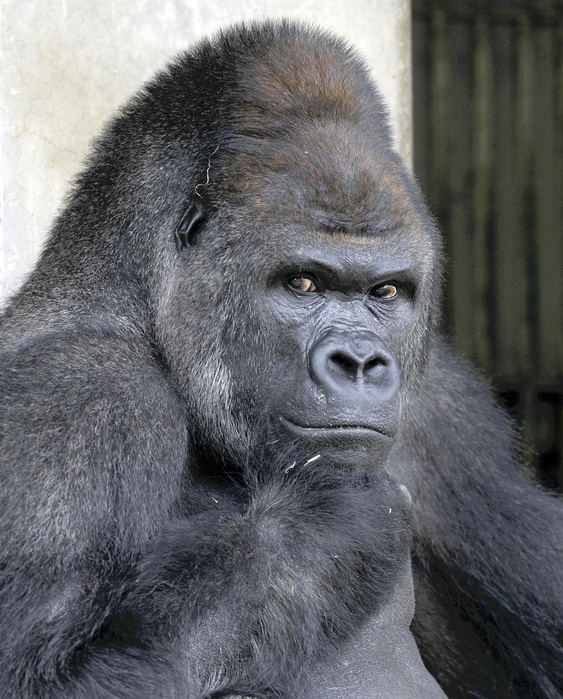 The handsome gorilla  Shabani   June 20, 2015  Shabani,  a popular  handsome gorilla,  at Higashiyama Zoo and Botanical Garden in Chikusa Ward, Nagoya City, on March 20.